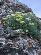 Image of rockjasmine buckwheat