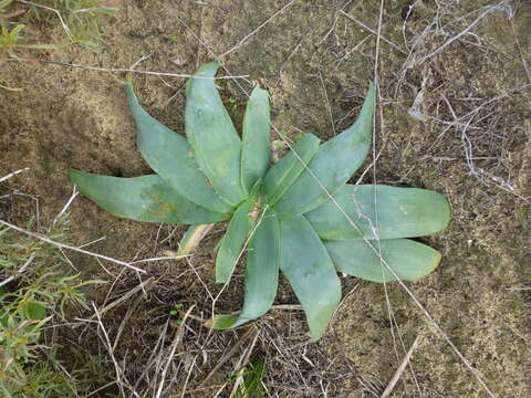 Image of Ammocharis longifolia (L.) Herb.