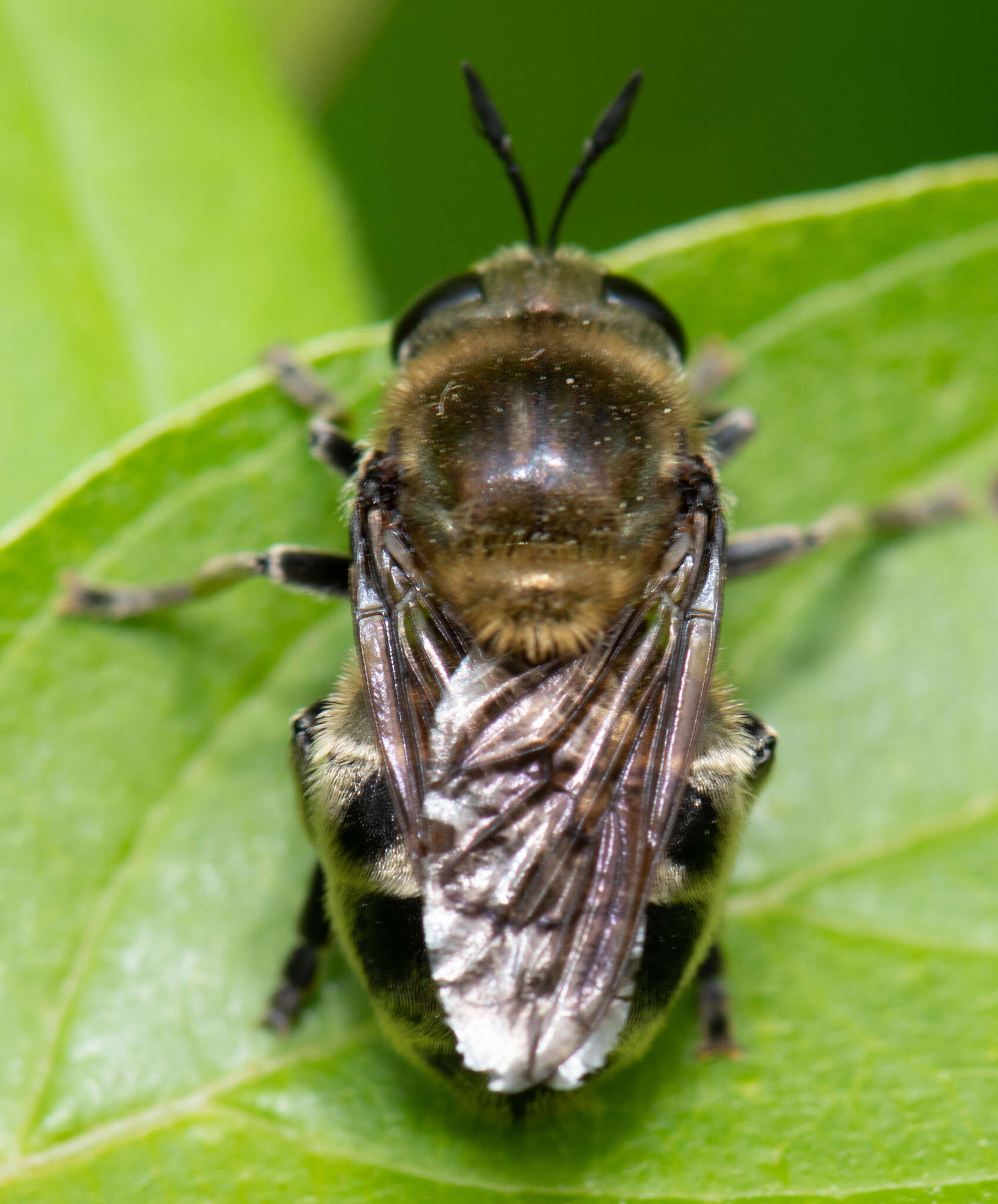 Image of Microdon manitobensis Curran 1924