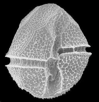 Слика од Peridinium volzii