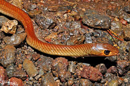 Image of Chinese Ratsnake