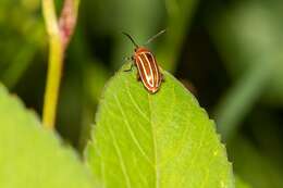 Image of Disonycha conjugata (Fabricius 1801)