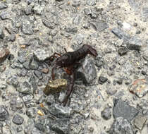 Image of White River Crayfish