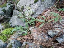 Image of Euonymus semenovii Regel & Herd.