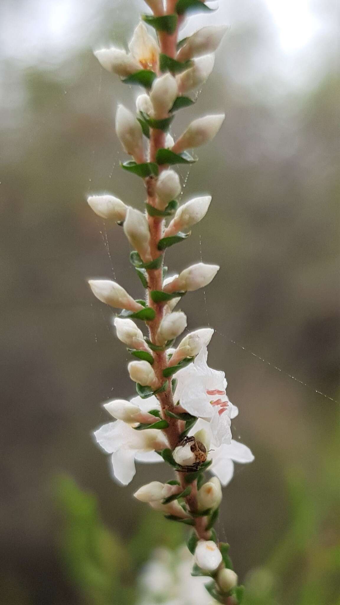 Sivun Epacris microphylla R. Br. kuva