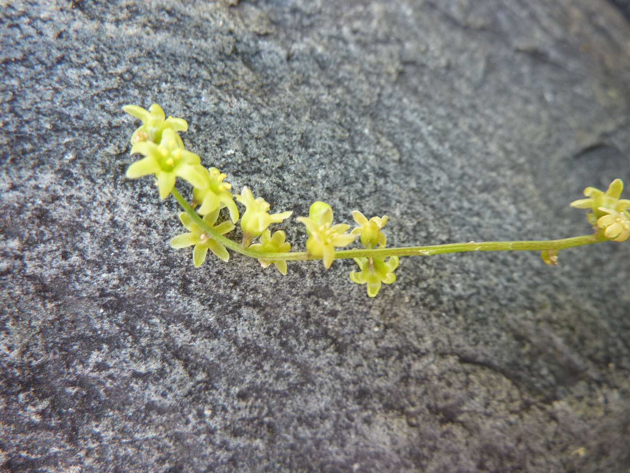 Image of Dioscorea communis (L.) Caddick & Wilkin