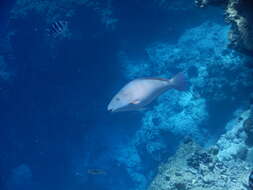 Image of Long-nosed Parrotfish