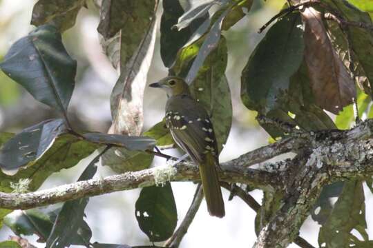 Nicator chloris (Valenciennes 1826)的圖片