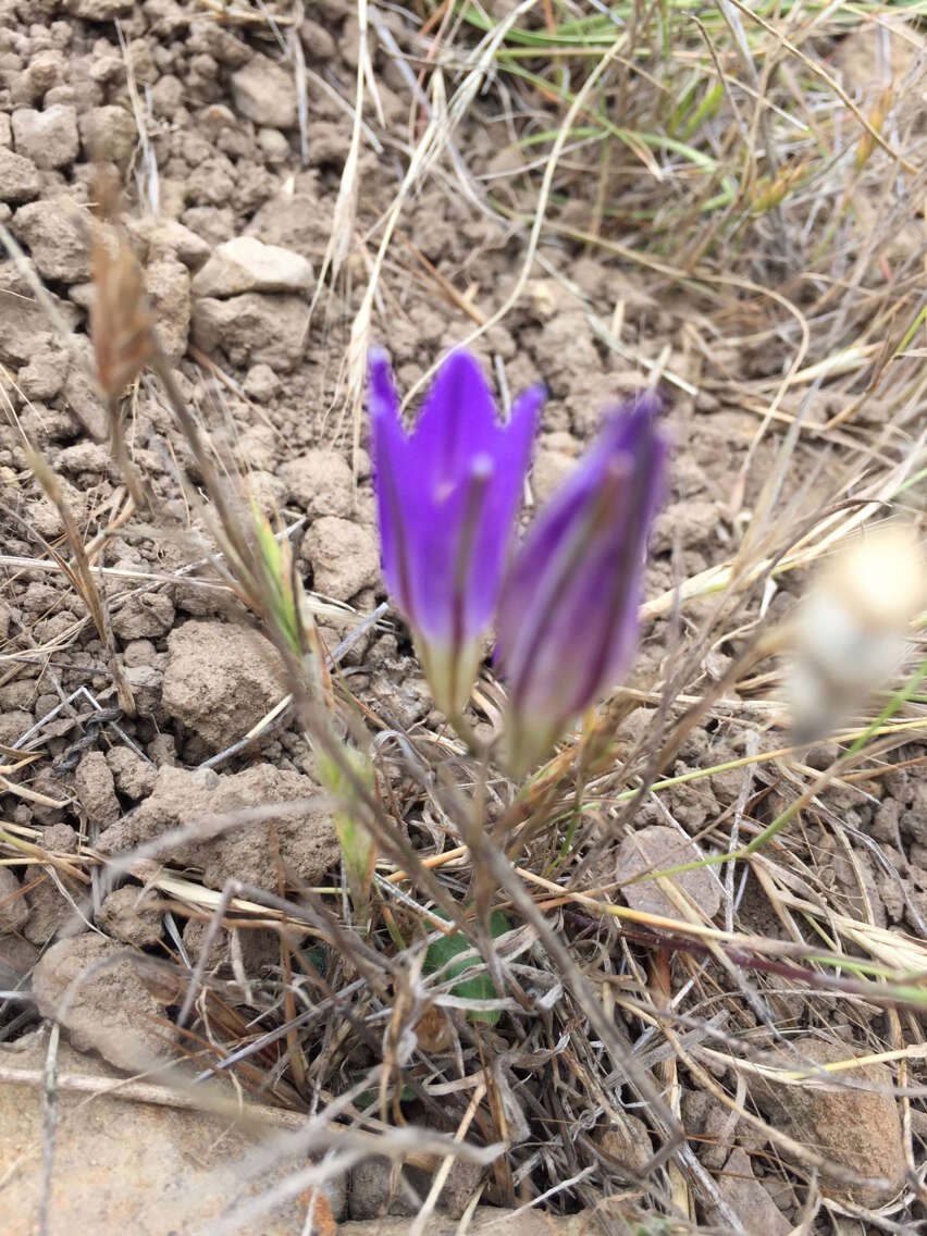 Image of harvest brodiaea