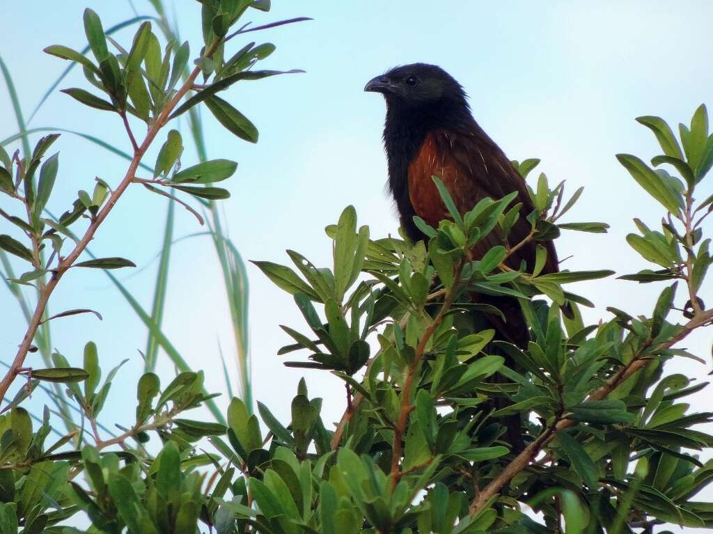 Image of African Black Coucal
