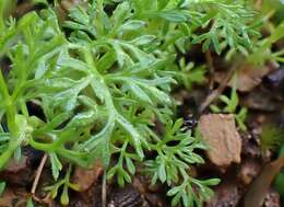 Imagem de Daucus glochidiatus (Labill.) Fischer, C. Meyer & Ave Lall.