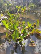 Image of Echinodorus longiscapus Arechav.