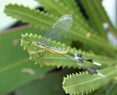 Image of Spoon-winged lacewing