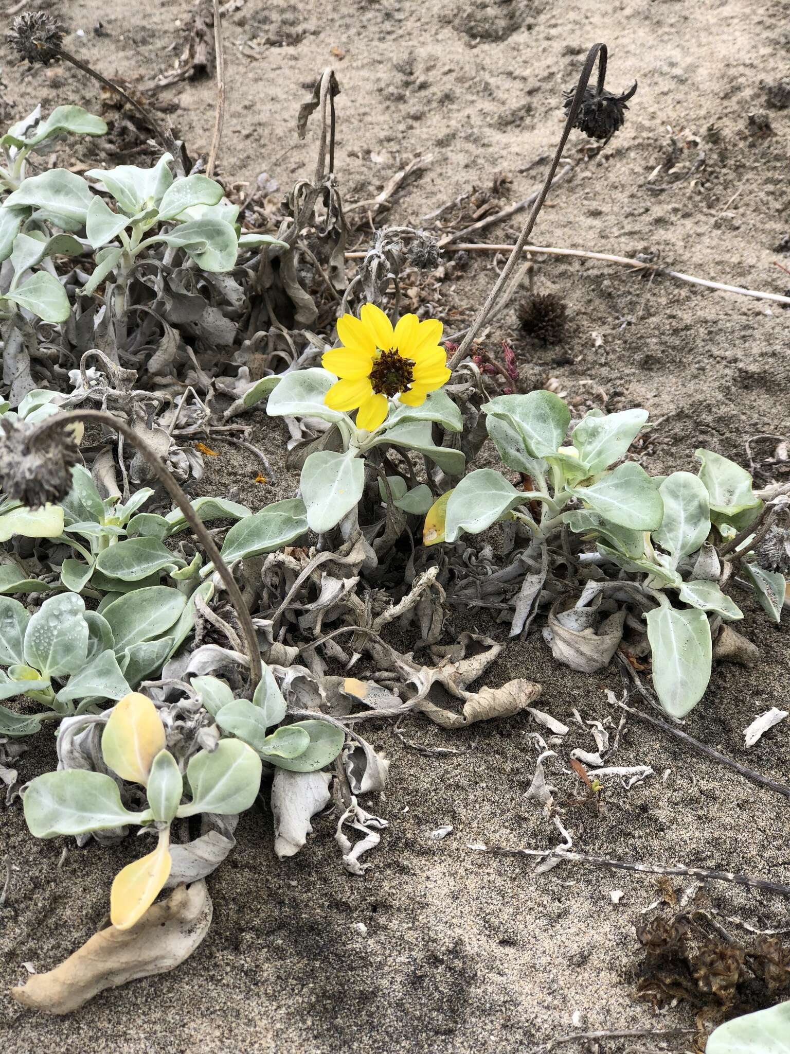 Слика од Helianthus niveus (Benth.) Brandeg.