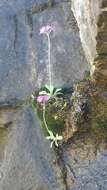 Image of Primula laurentiana Fern.