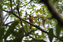 Pericrocotus cinnamomeus thai Deignan 1947 resmi