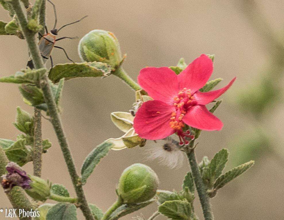 Image of Hibiscus aponeurus Sprague & Hutchinson