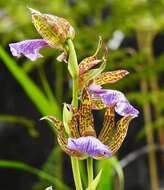 Image of Zygopetalum maculatum (Kunth) Garay