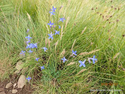 Image of Lobelia preslii A. DC.