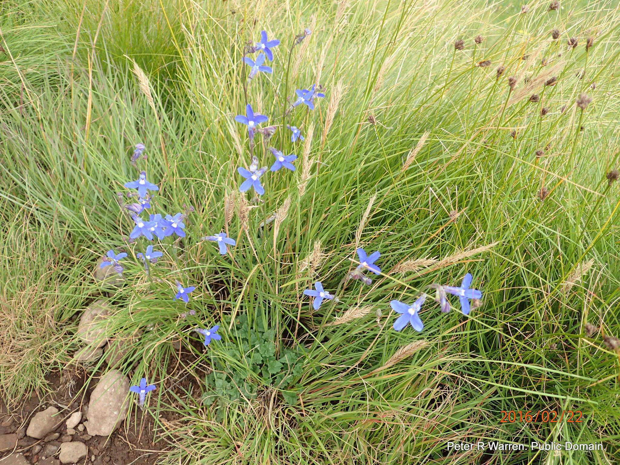 Image of Lobelia preslii A. DC.