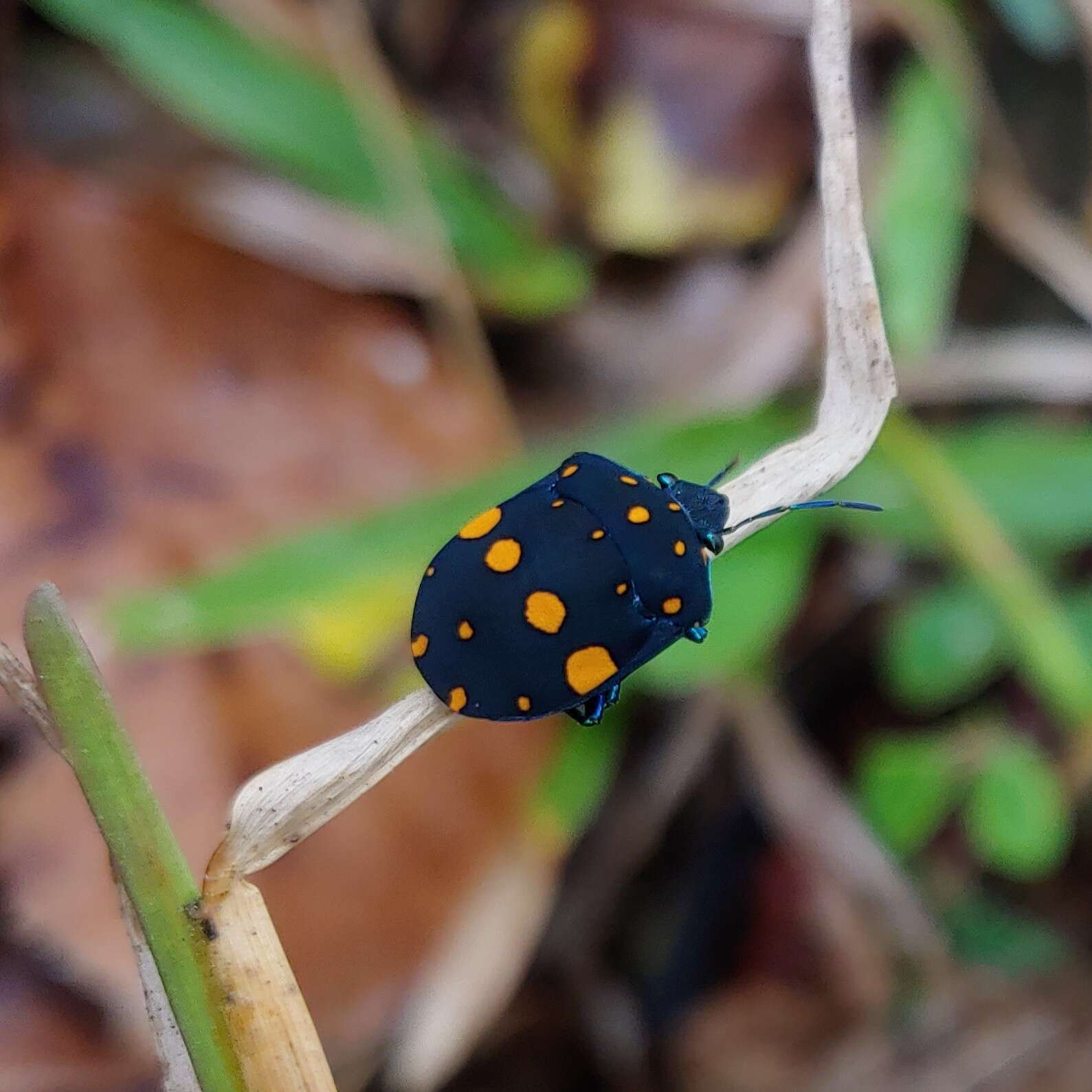 Image of Pachycoris fabricii (Burmeister 1835)