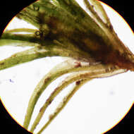 Image of <i>Blindiadelphus recurvatus</i>