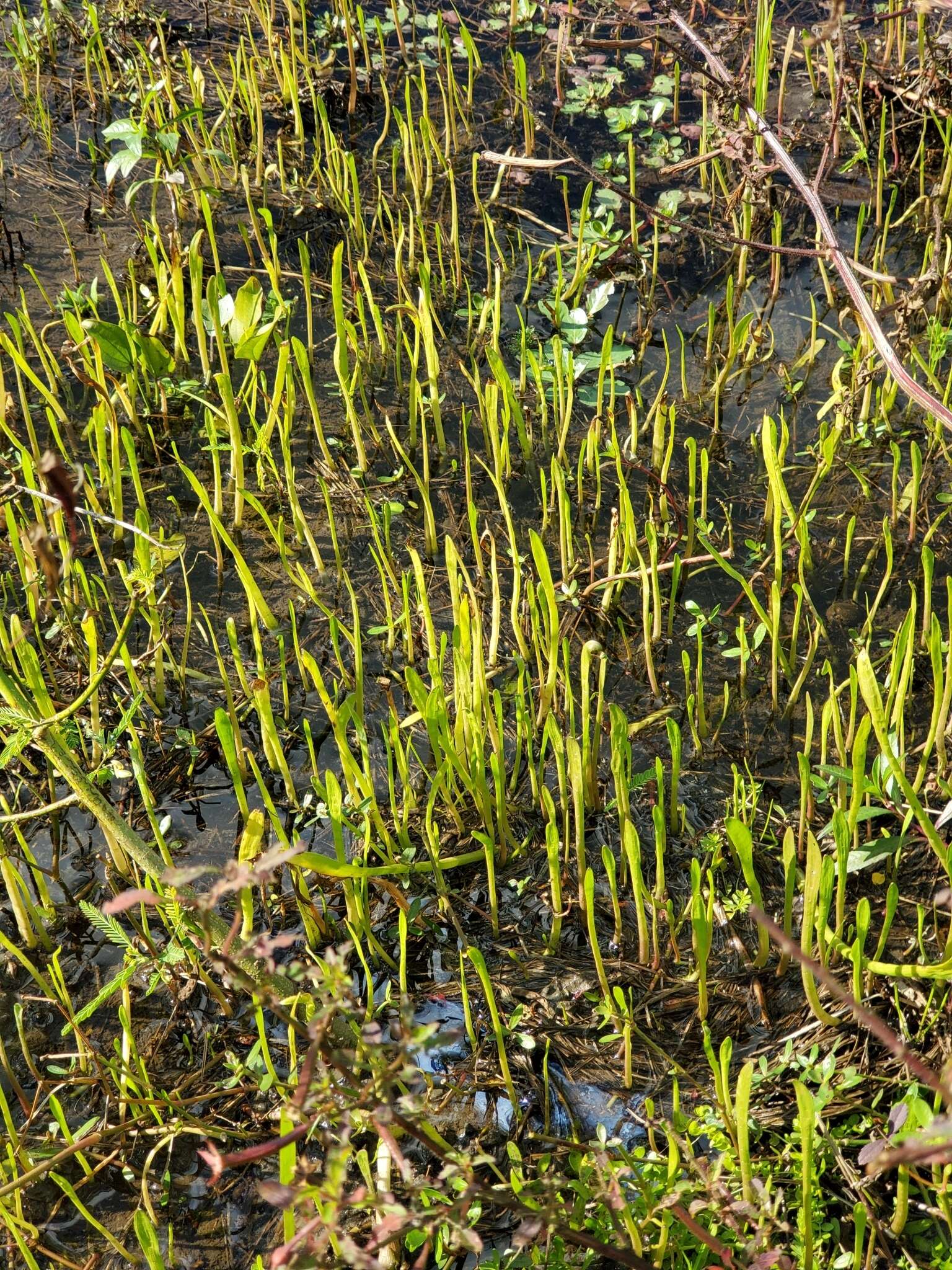 Image of Carolina Grasswort