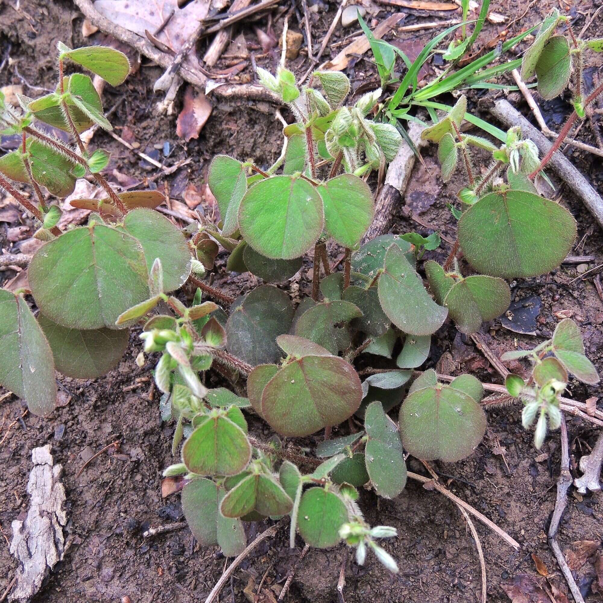 Sivun Desmodium rotundifolium (Michx.) DC. kuva