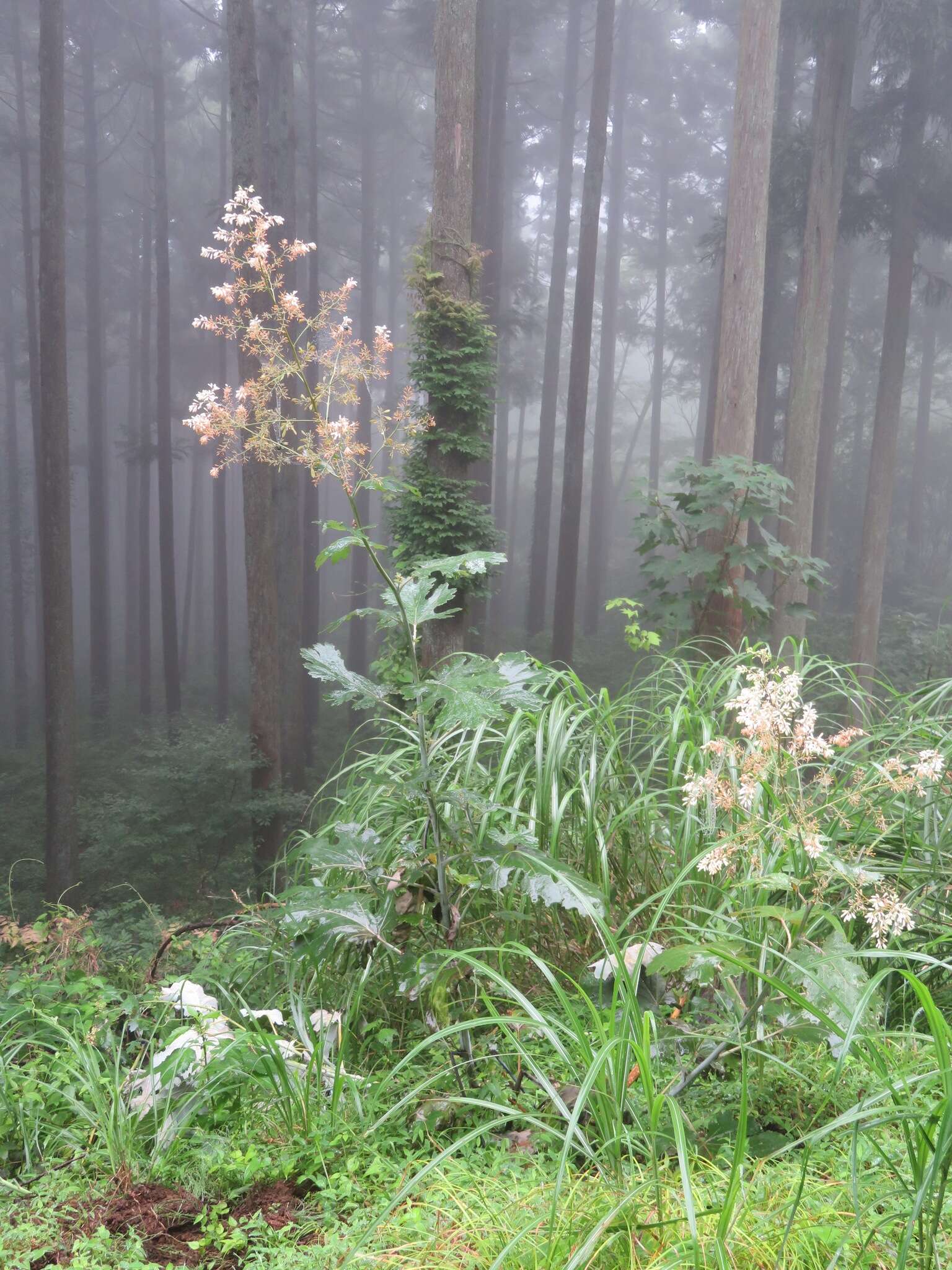 Image of macleaya