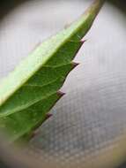 Imagem de Cicuta maculata var. victorinii (Fern.) B. Boivin