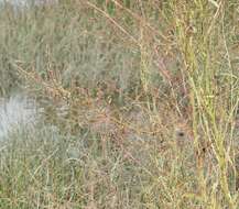 Image of tidalmarsh amaranth