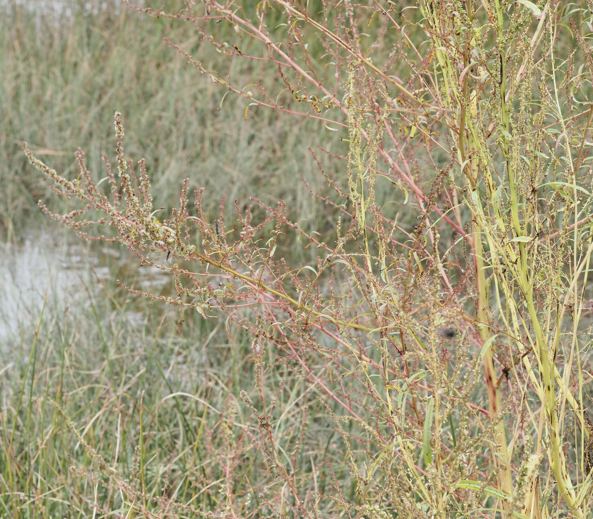 Image of tidalmarsh amaranth