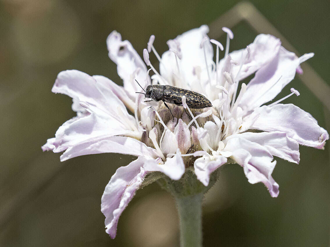 Image de Acmaeodera cisti Wollaston 1862