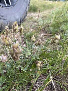 Image of Oxytropis nitens Turcz.