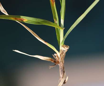 Image of Carex parviflora Host