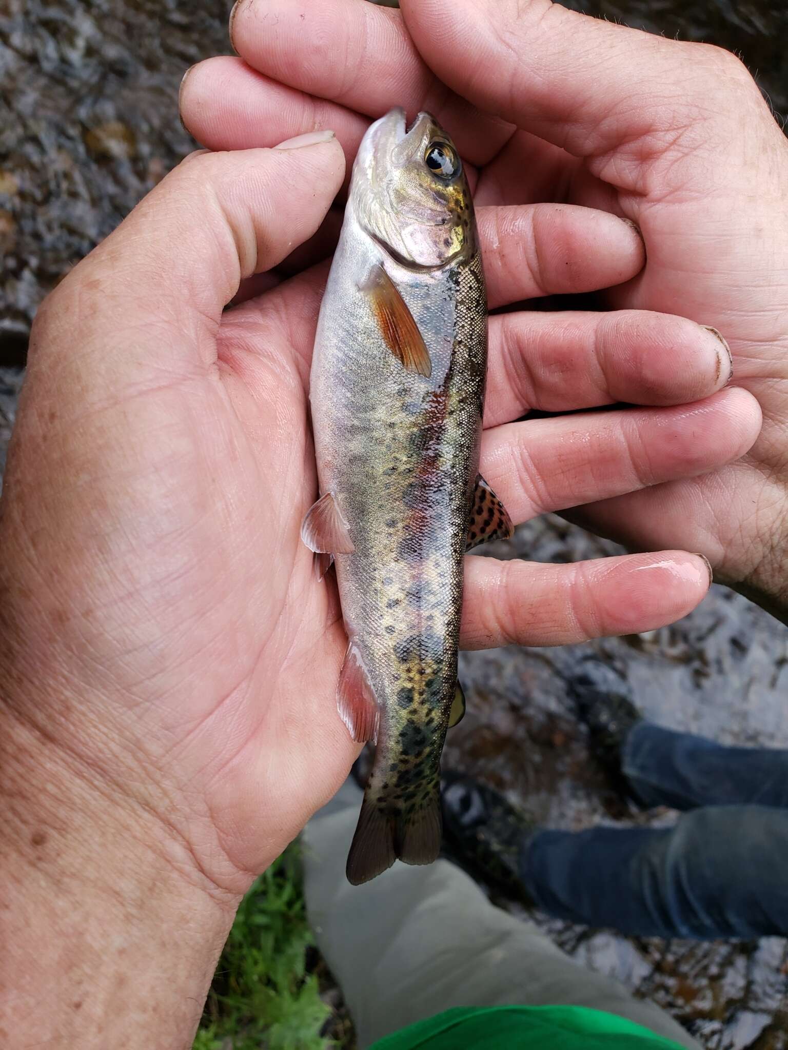 Image of Oncorhynchus mykiss gairdnerii (Richardson 1836)