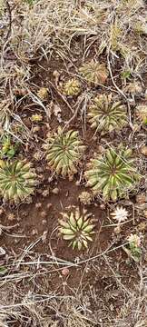 Image of Echinopsis cinnabarina (Hook.) Labour.