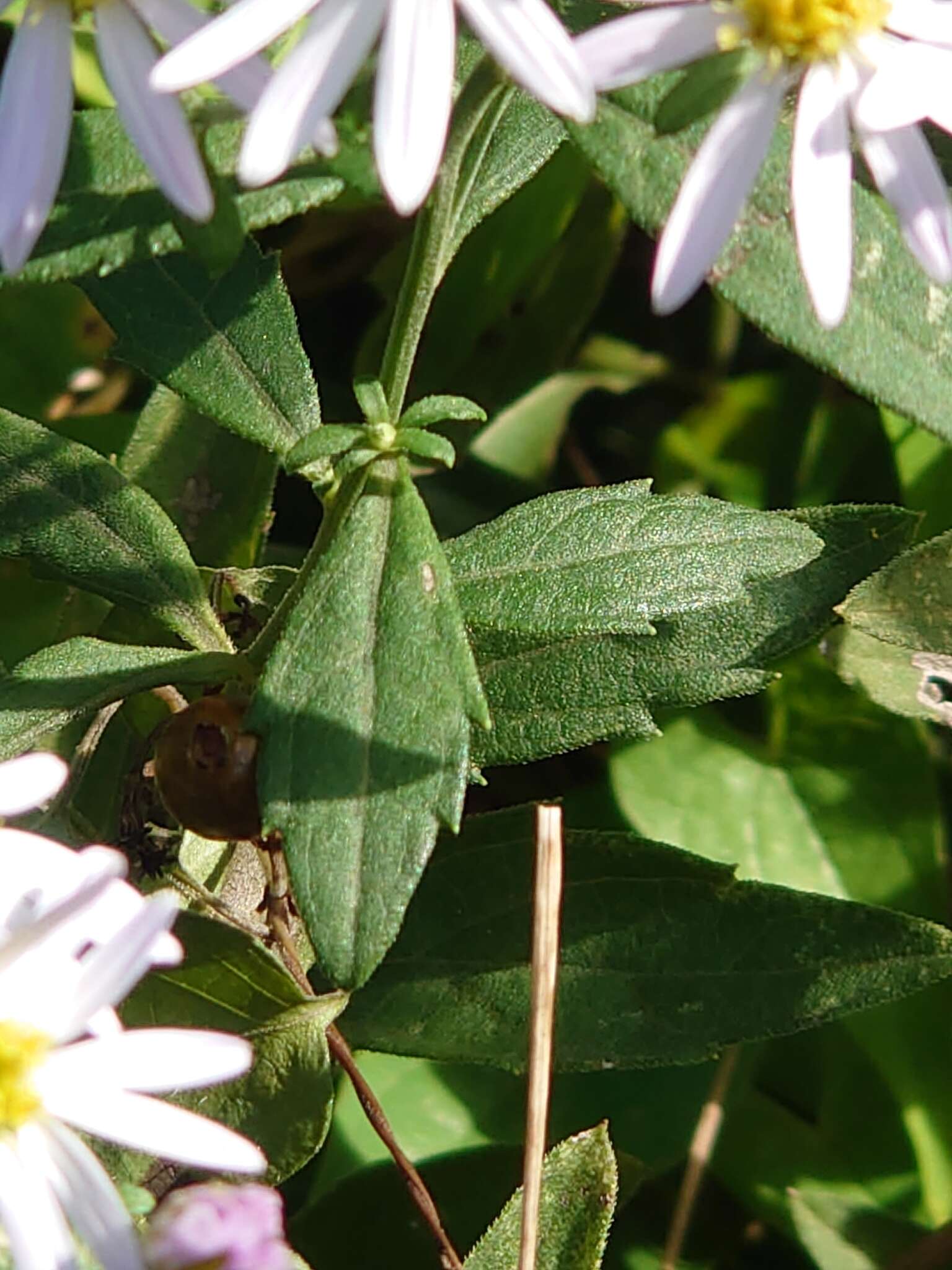 Imagem de Aster ovatus var. microcephalus (Miq.) Mot. Ito & A. Soejima