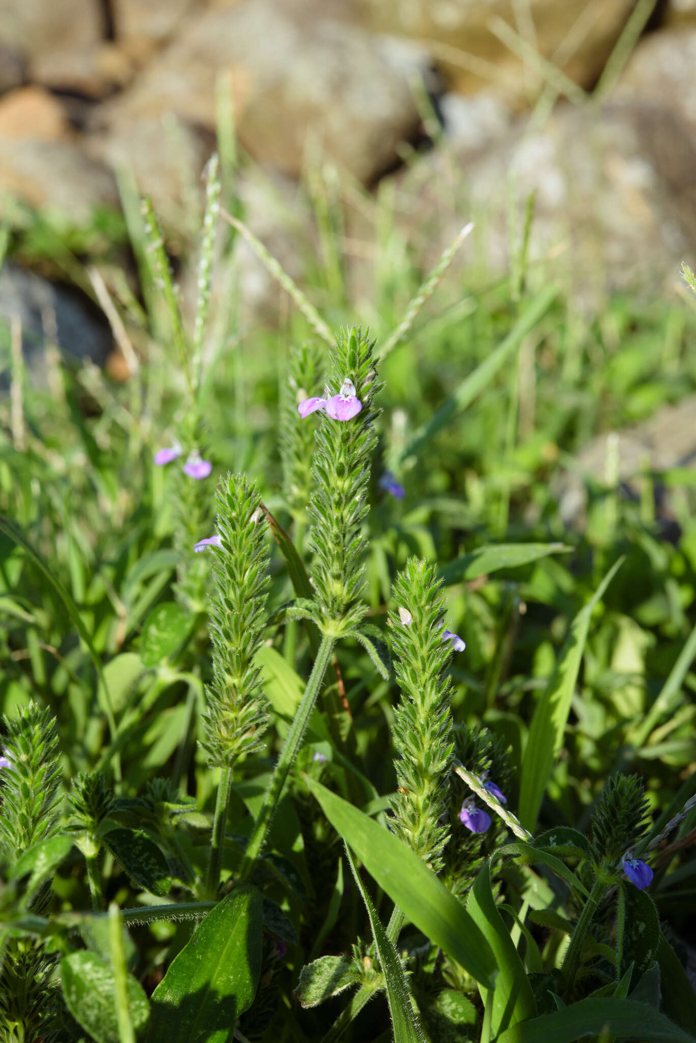 Image of Justicia procumbens var. hirsuta Yamam.