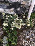 Image of yellow arctic draba