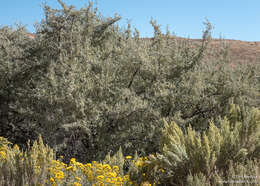 Image of silver buffaloberry