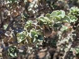 Image de Eremophila rotundifolia F. Muell.