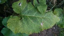 Image of common burdock