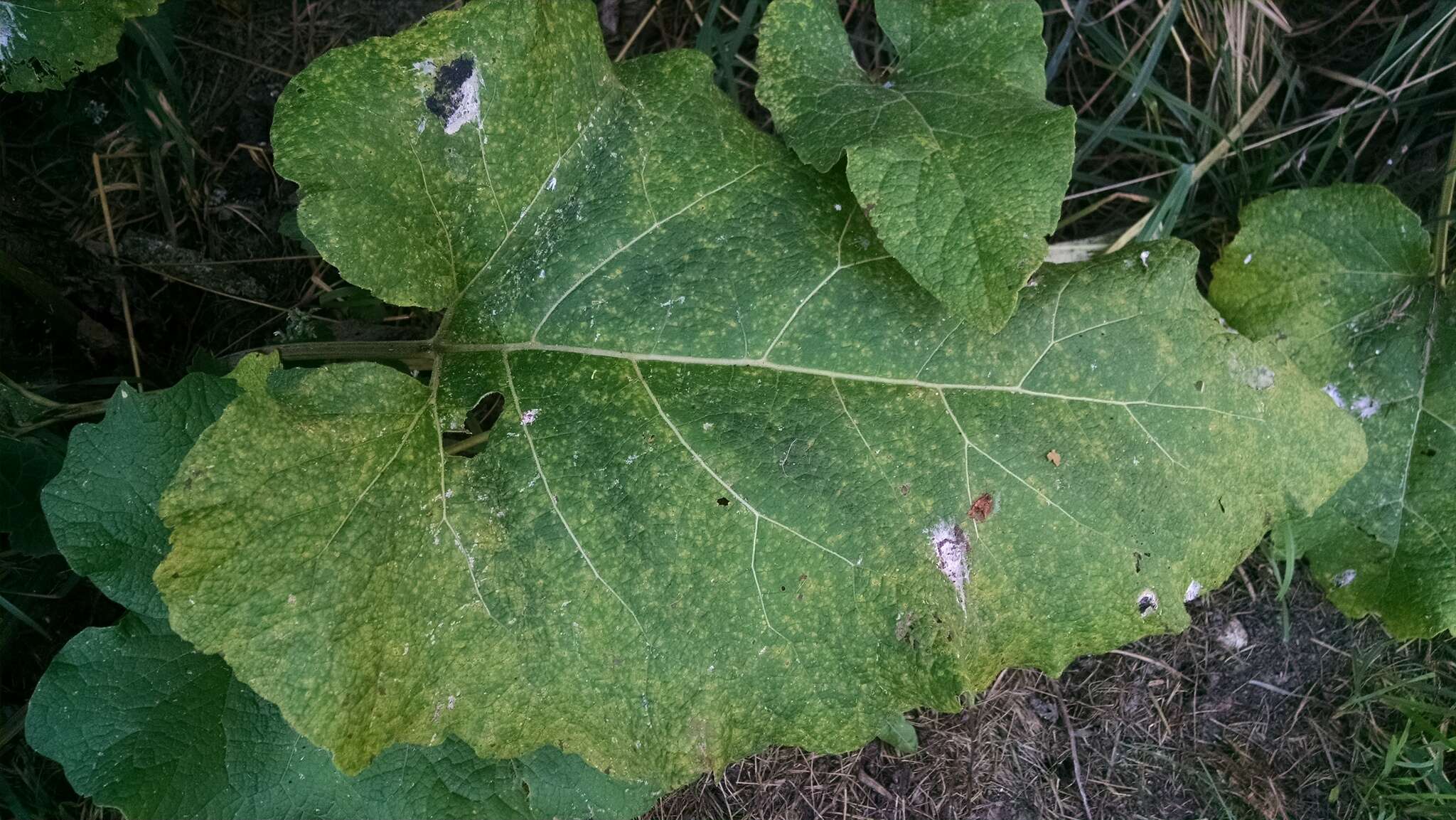 Image of common burdock