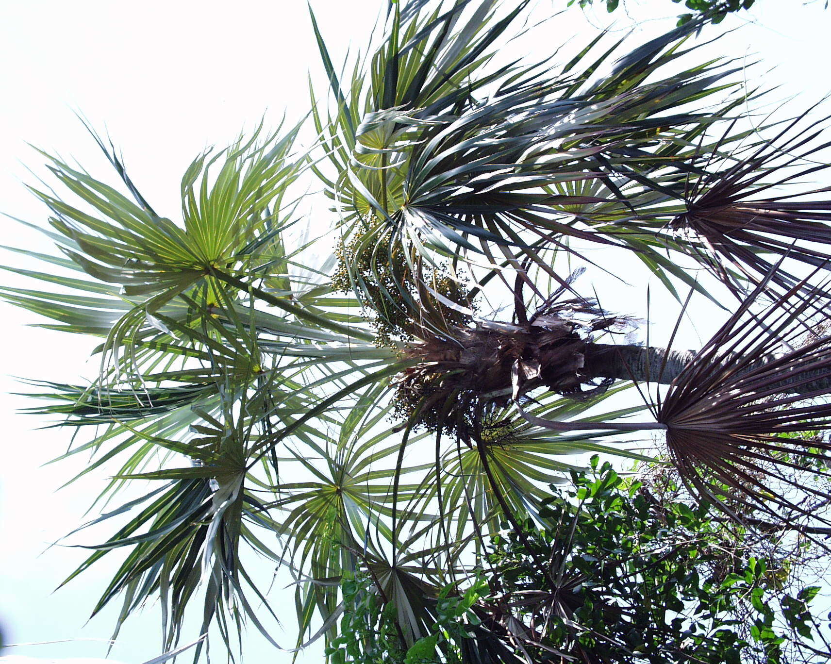 Image of Florida silver palm