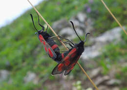 Image of Zygaena armena Eversmann 1851