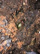 Carabus (Chrysocarabus) auronitens Fabricius 1792 resmi