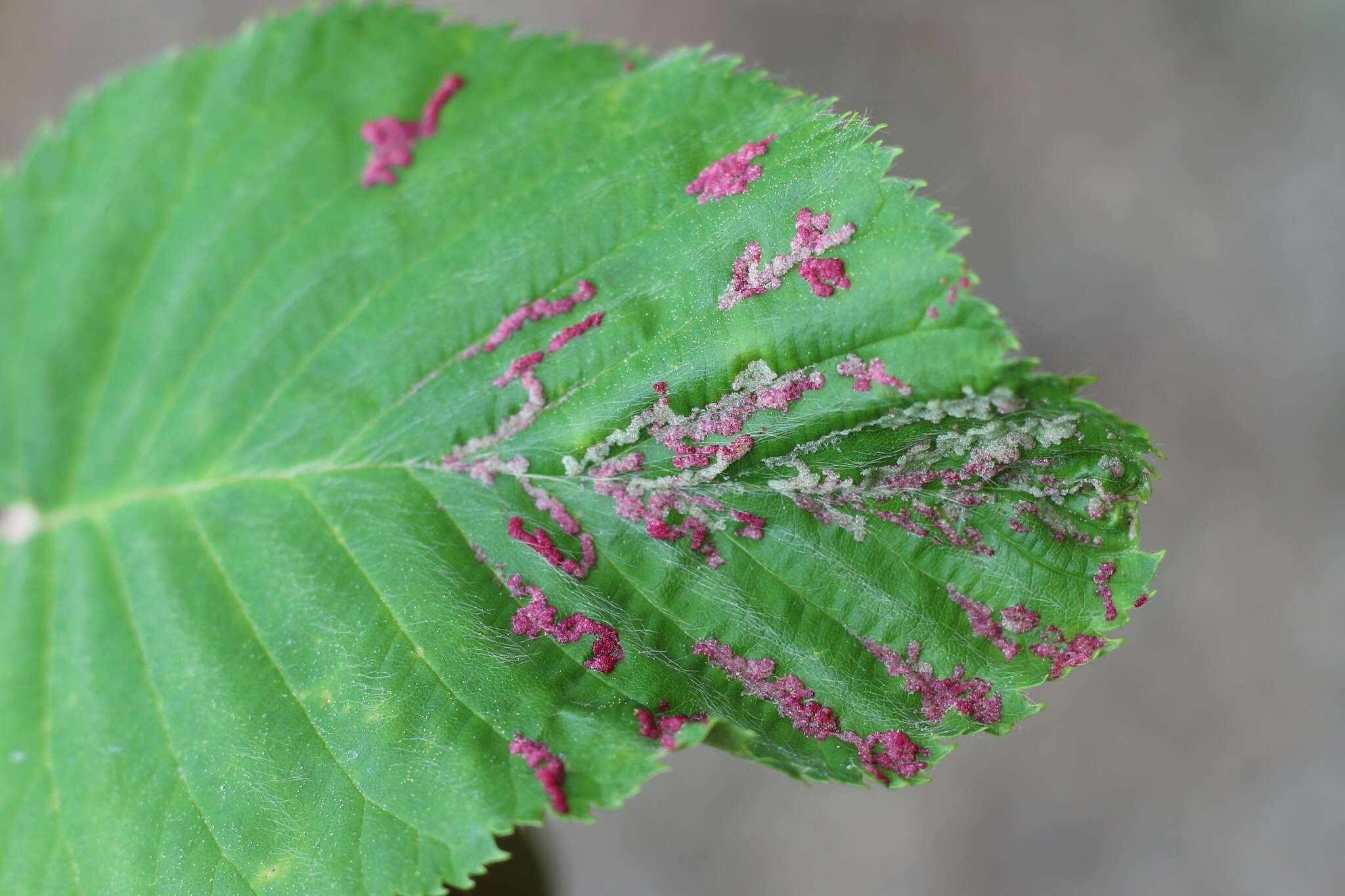 Image of <i>Acalitus longisetosus</i>