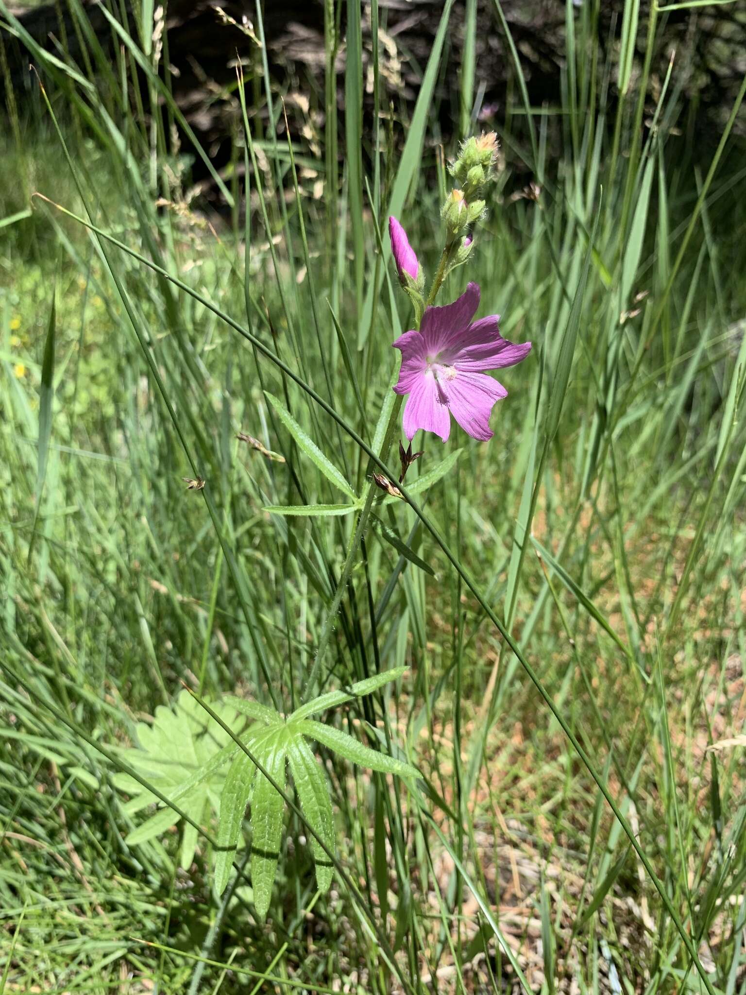 Imagem de Sidalcea neomexicana A. Gray