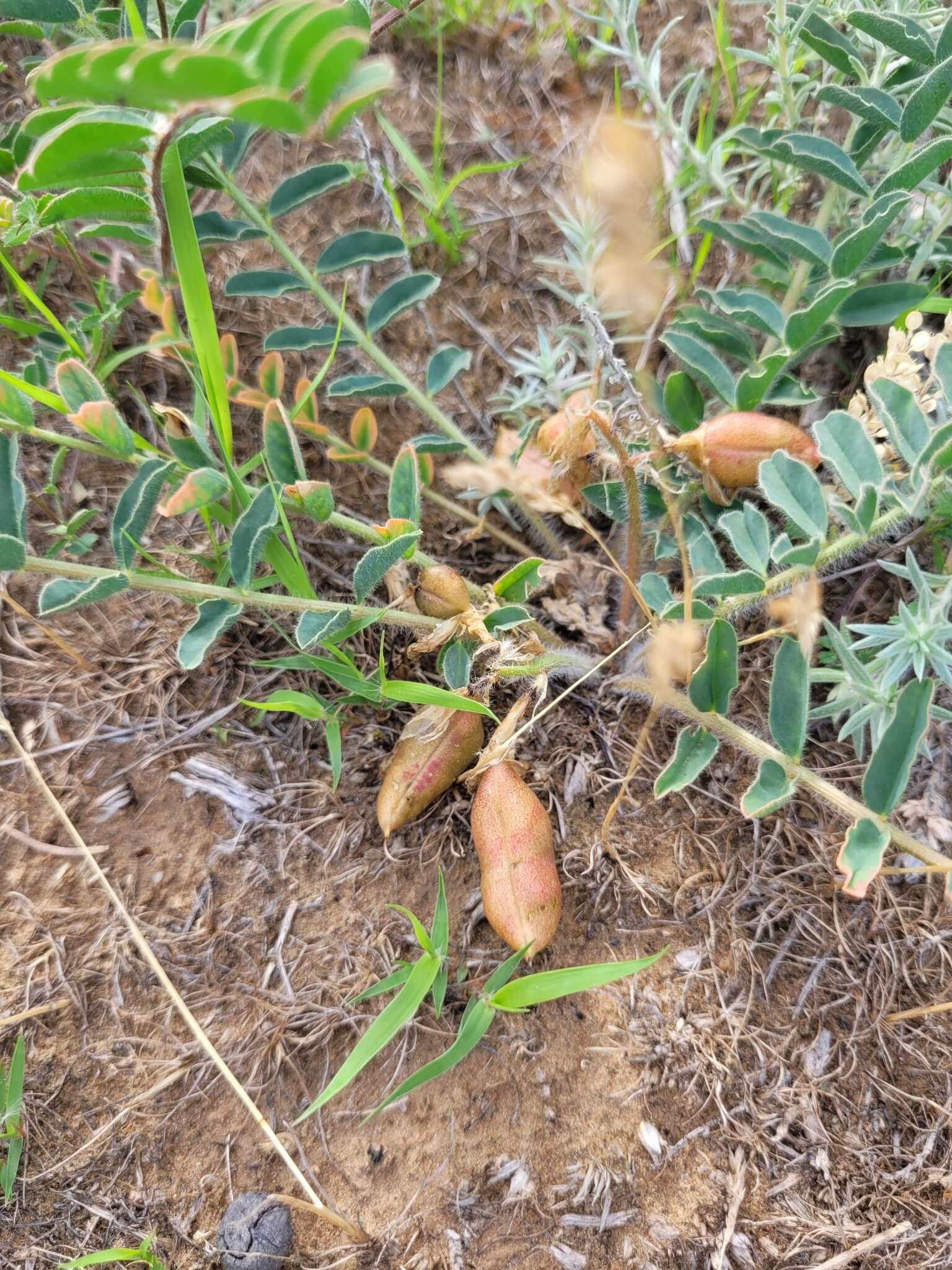 Imagem de Astragalus longipetalus Chater